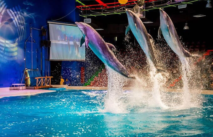 Three dolphins performing synchronized jumps during an exciting live show at Dubai Dolphinarium, with a vibrant aquatic stage and cheering audience in the background.