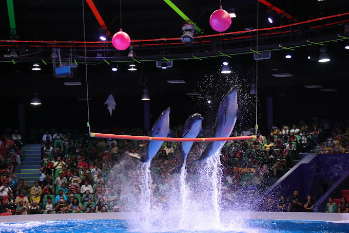 Three dolphins perform a synchronized high jump through a hoop during a live show at Dubai Dolphinarium, with a large audience watching in the background.