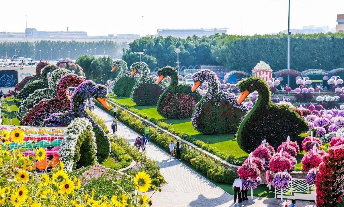 Majestic floral swan sculptures lined along a vibrant pathway at Dubai Miracle Garden, showcasing colorful flower arrangements and artistic landscaping.