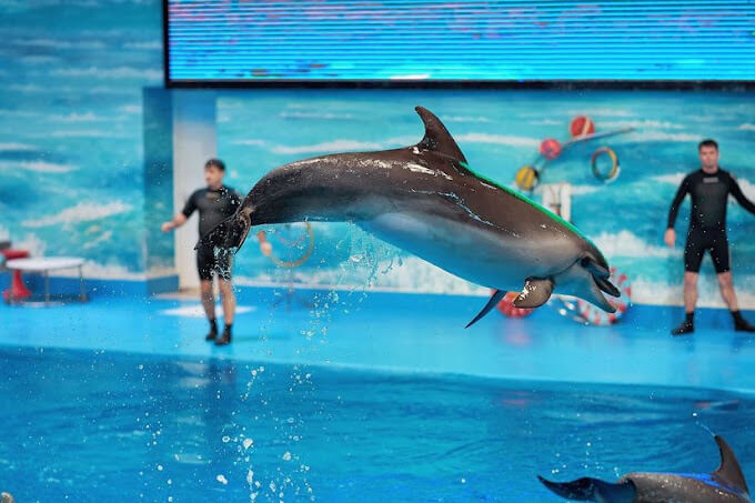 A dolphin mid-air during an acrobatic jump at Dubai Dolphinarium, with trainers in the background and a vibrant aquatic-themed stage setup.