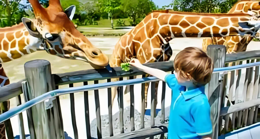 Young boy feeding giraffes at Dubai Safari Park, enjoying an interactive wildlife experience in a natural outdoor setting.